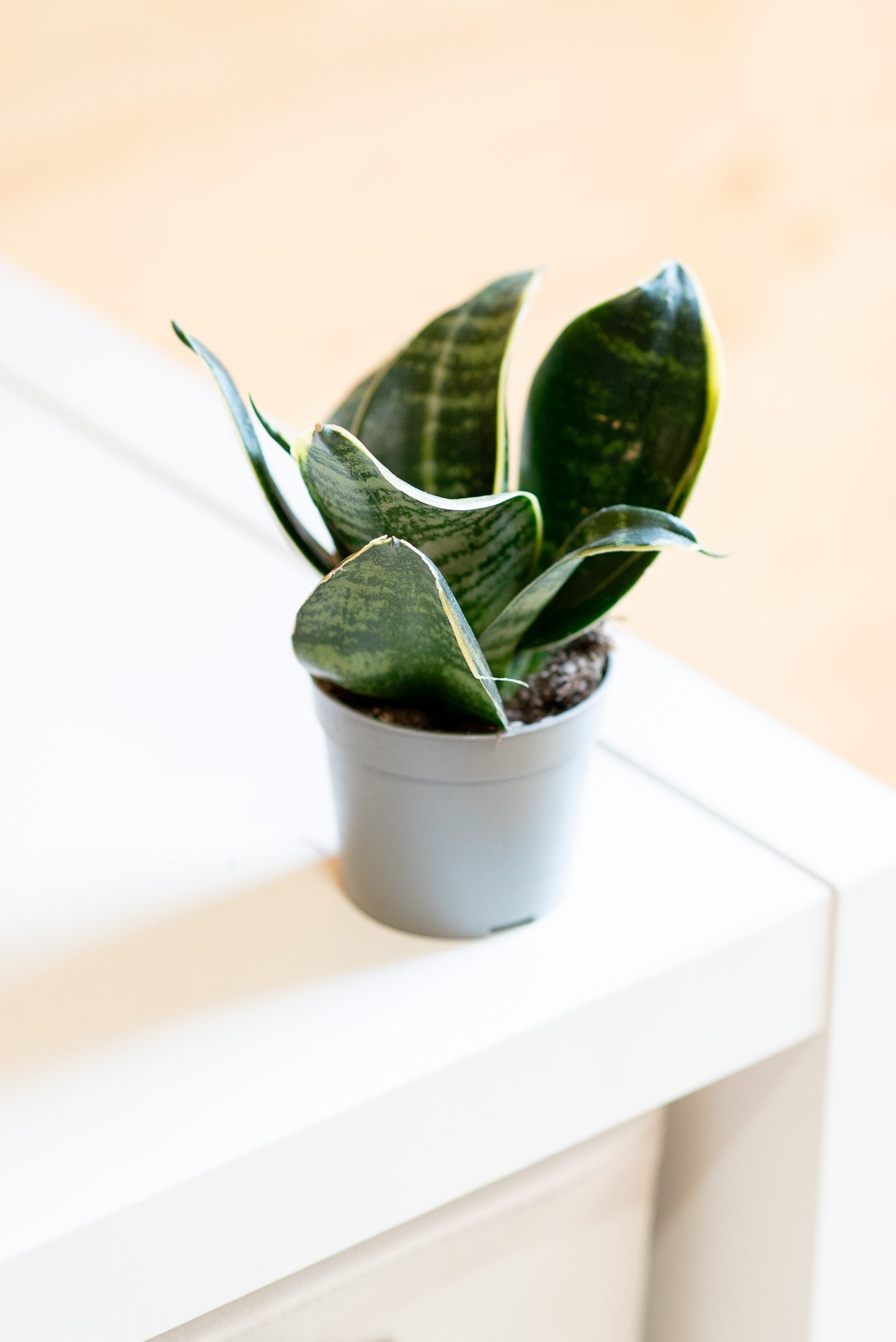 Sansevieria