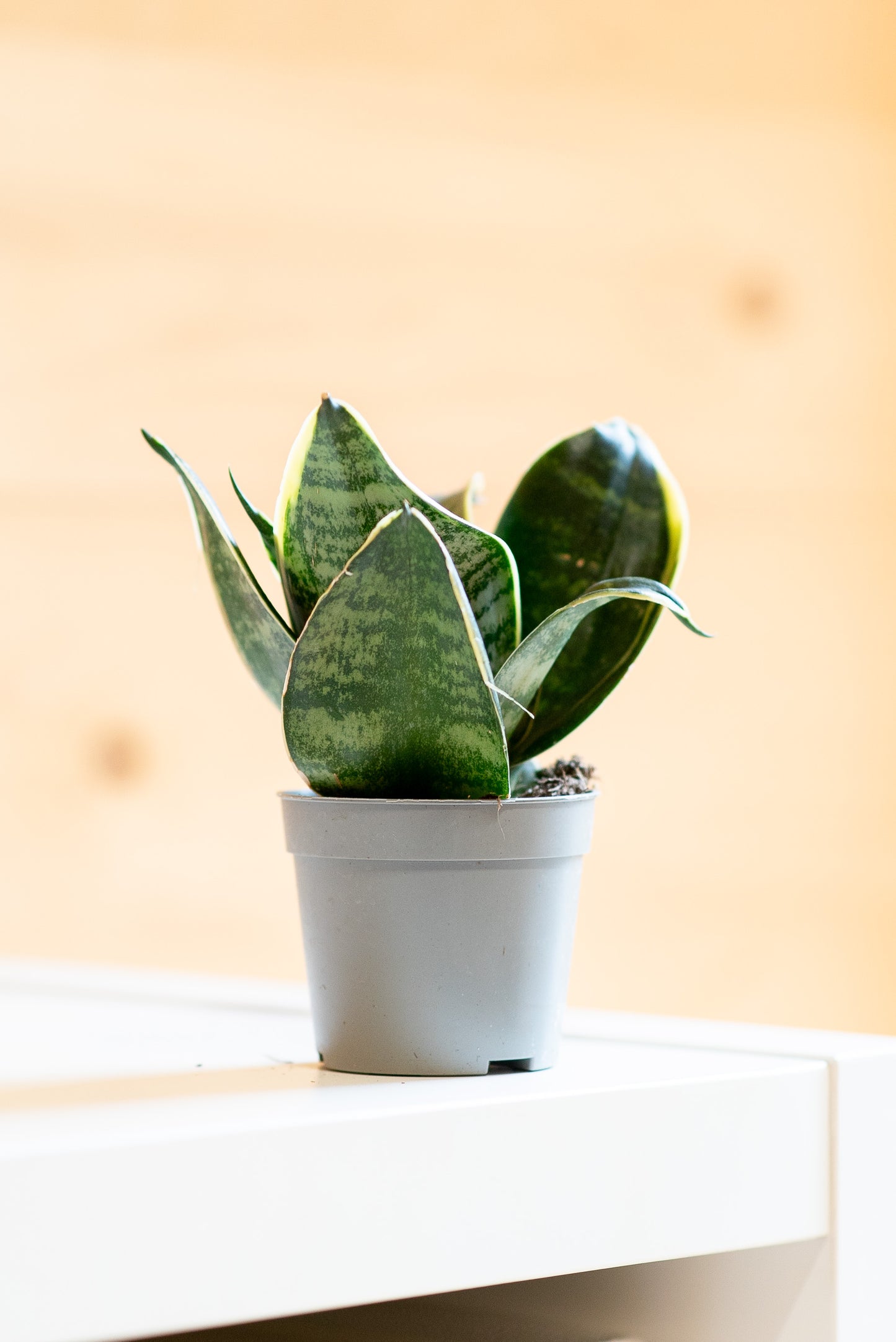 Sansevieria