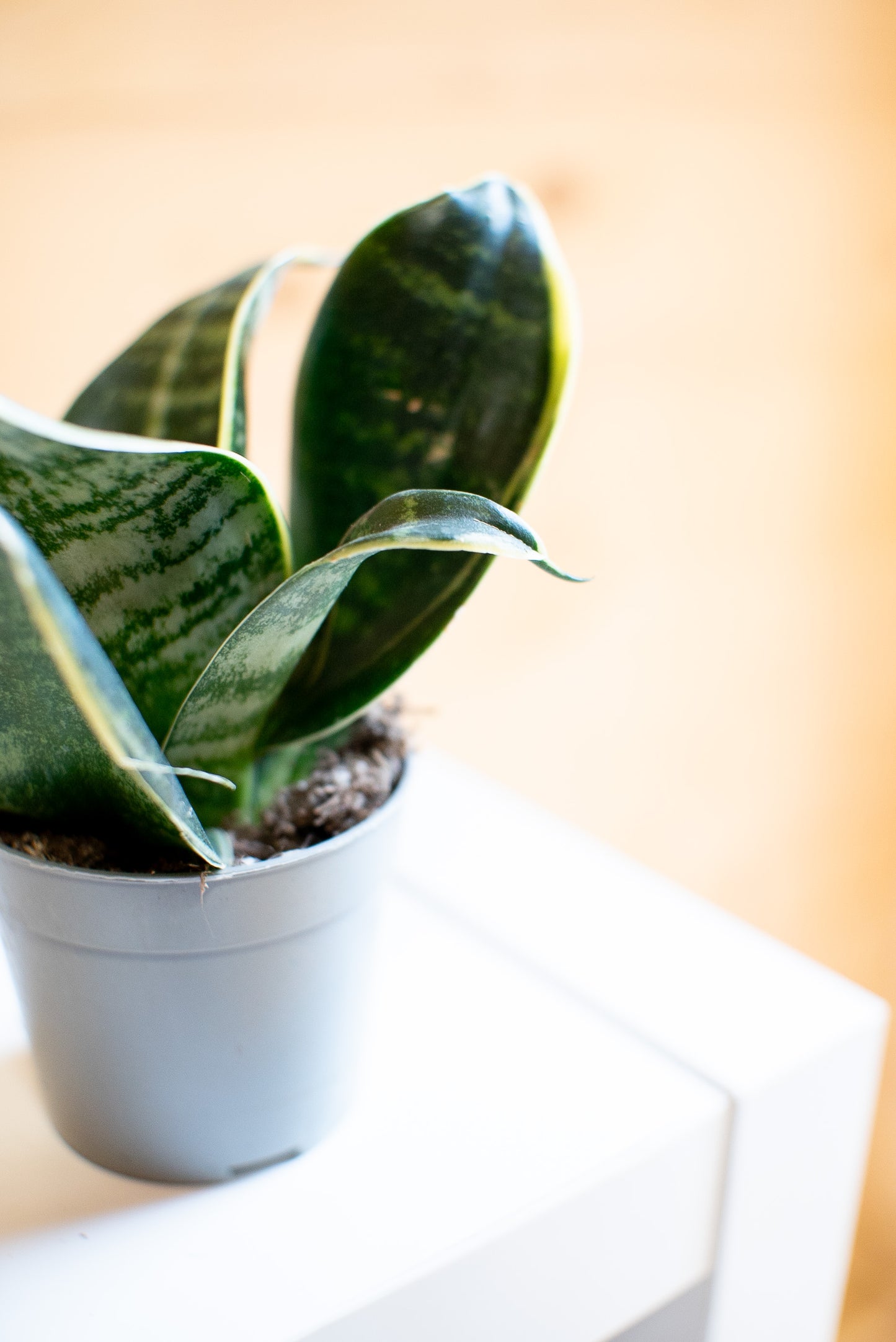 Sansevieria