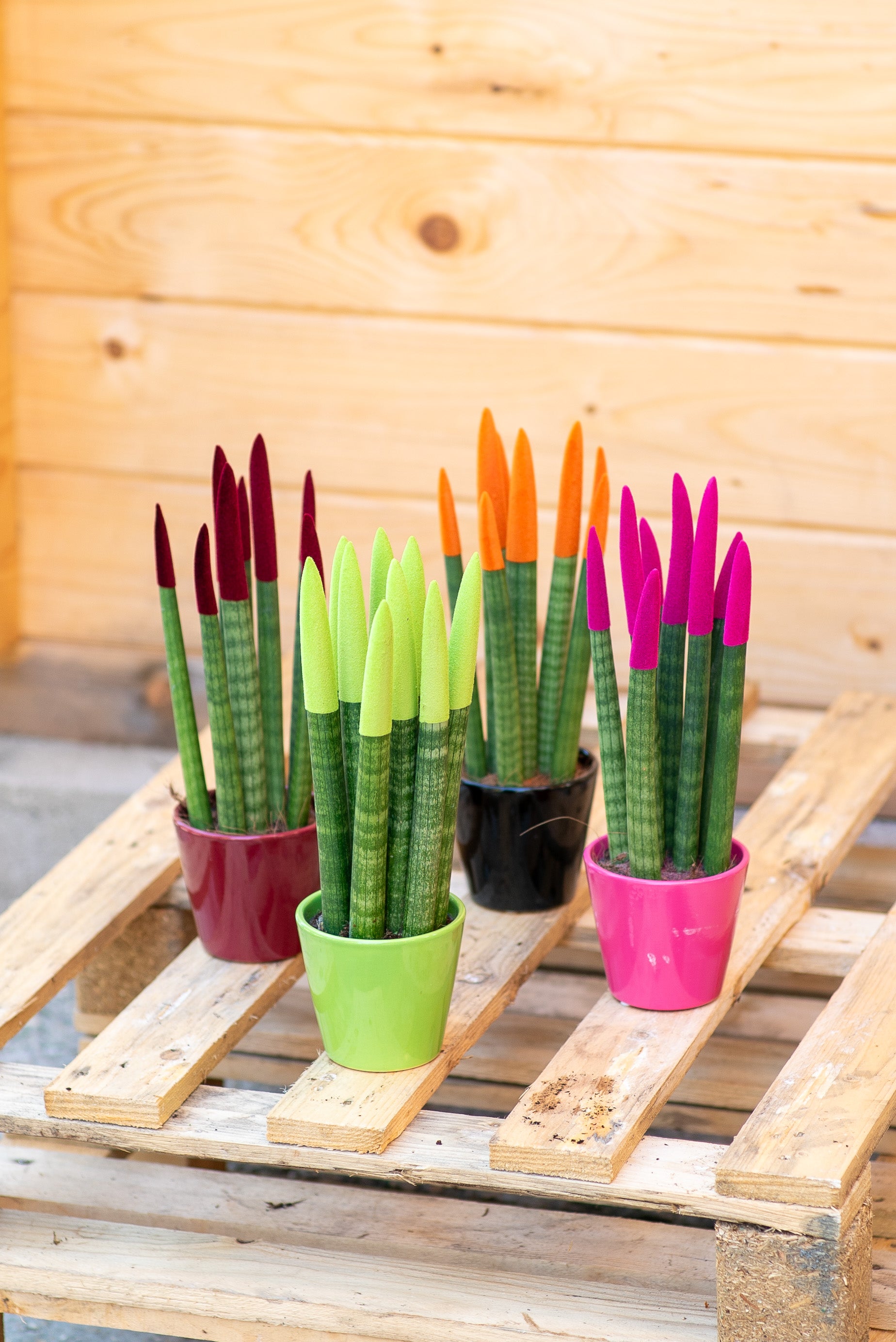 sansevieria cilíndrica Sansevieria cilindrica
