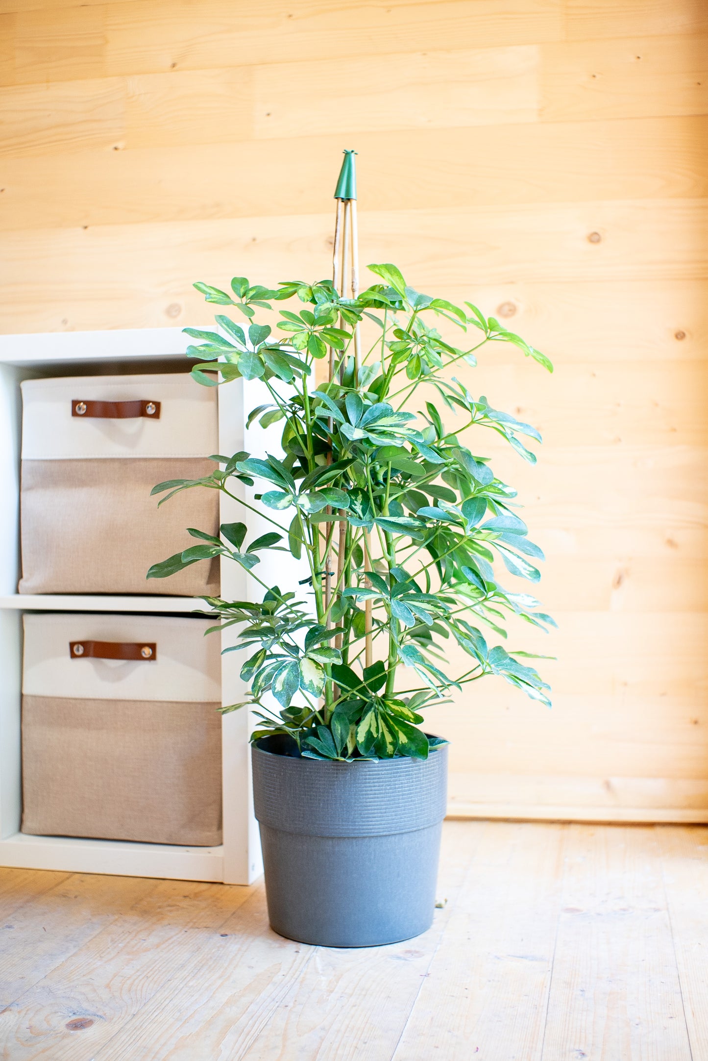 Schefflera