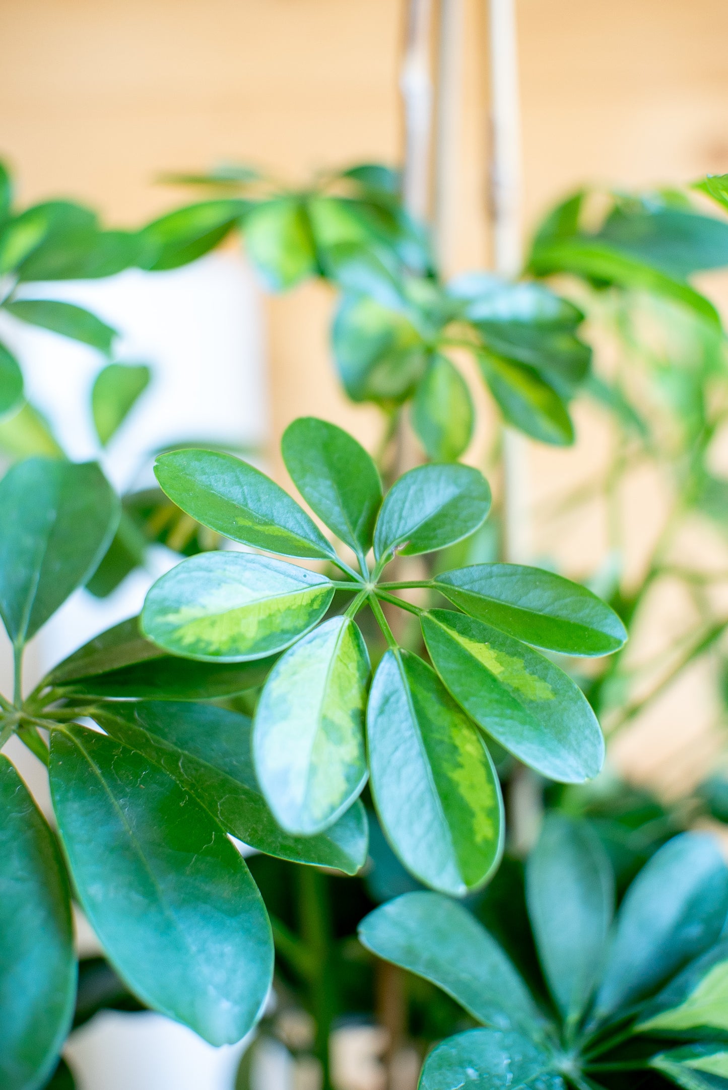 Schefflera
