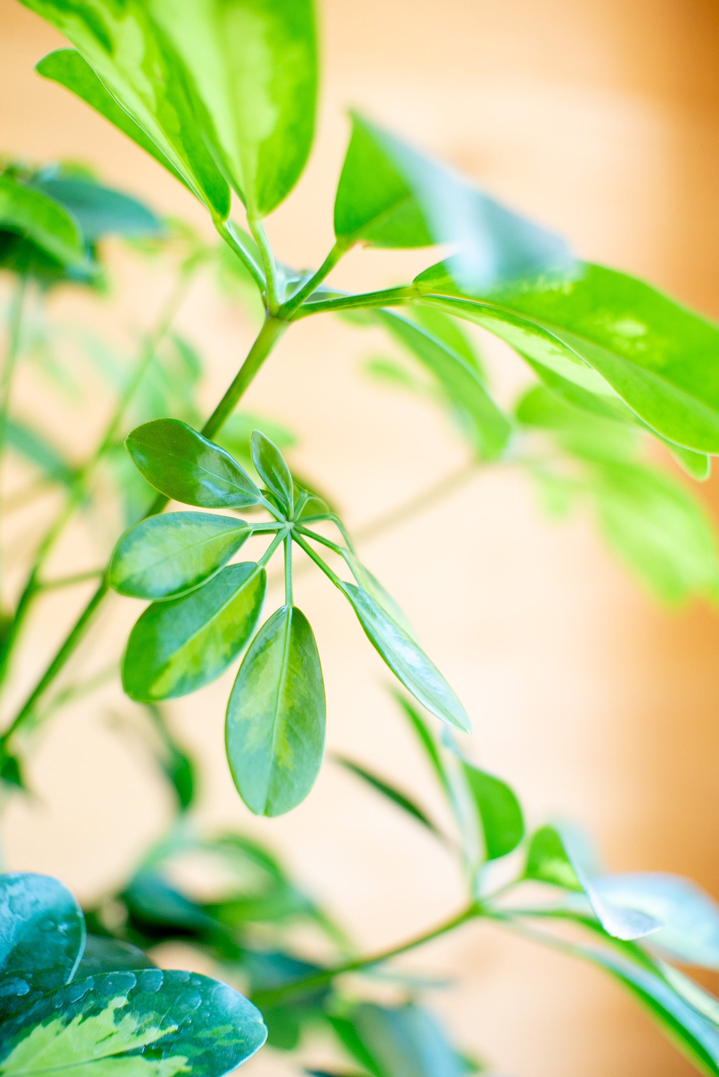 Schefflera