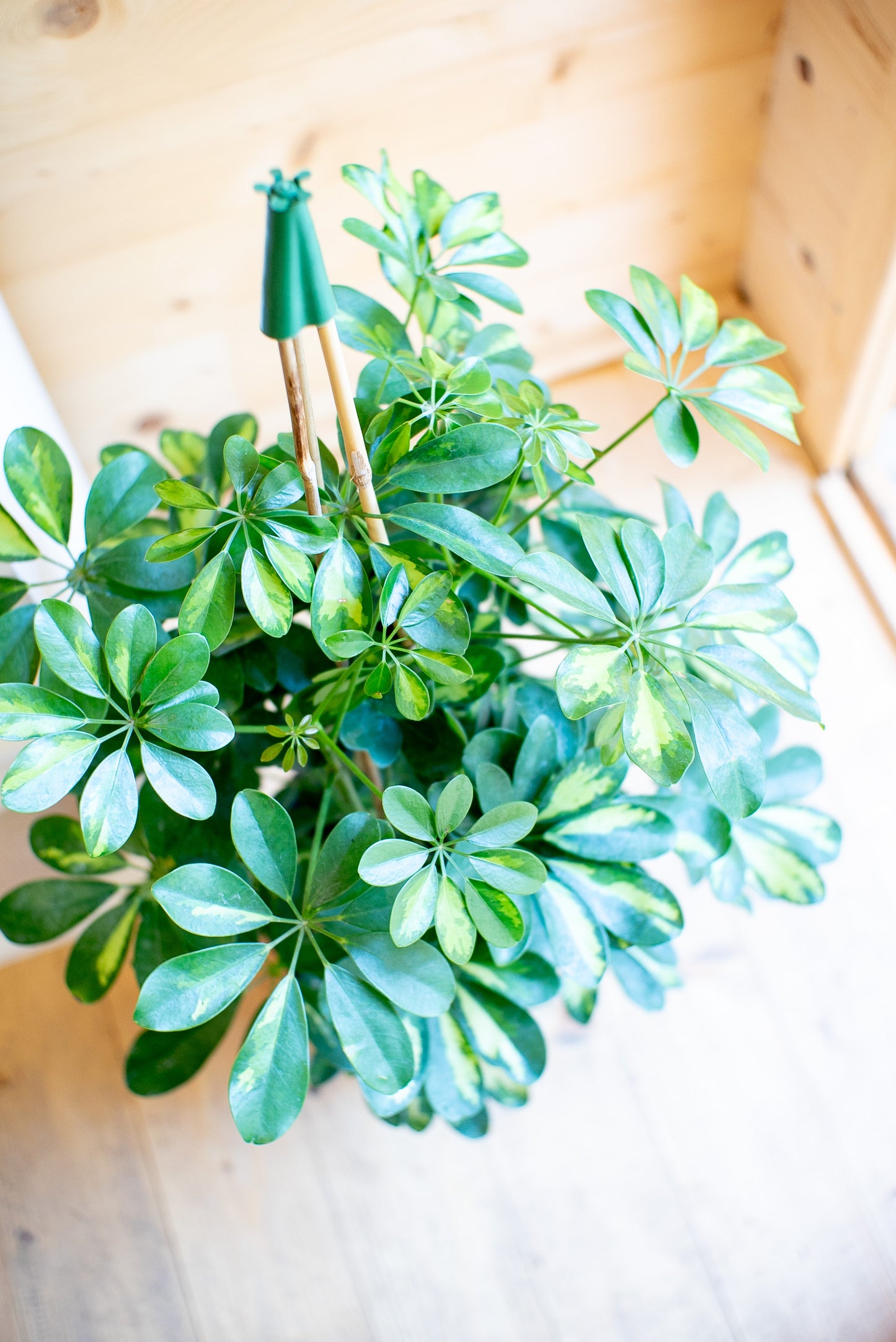 Schefflera
