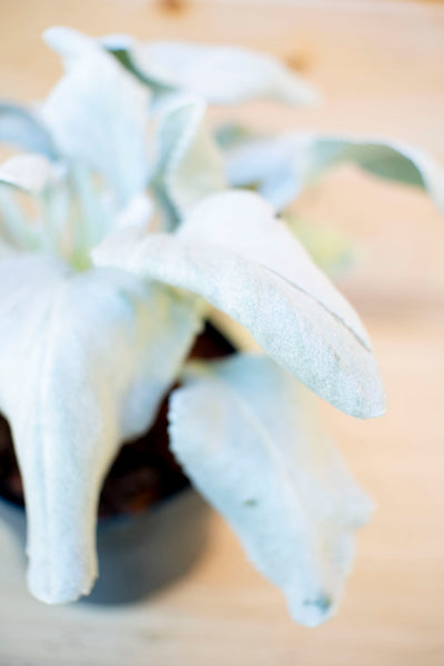 Senecio Angel Wing
