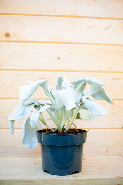 Senecio Angel Wing