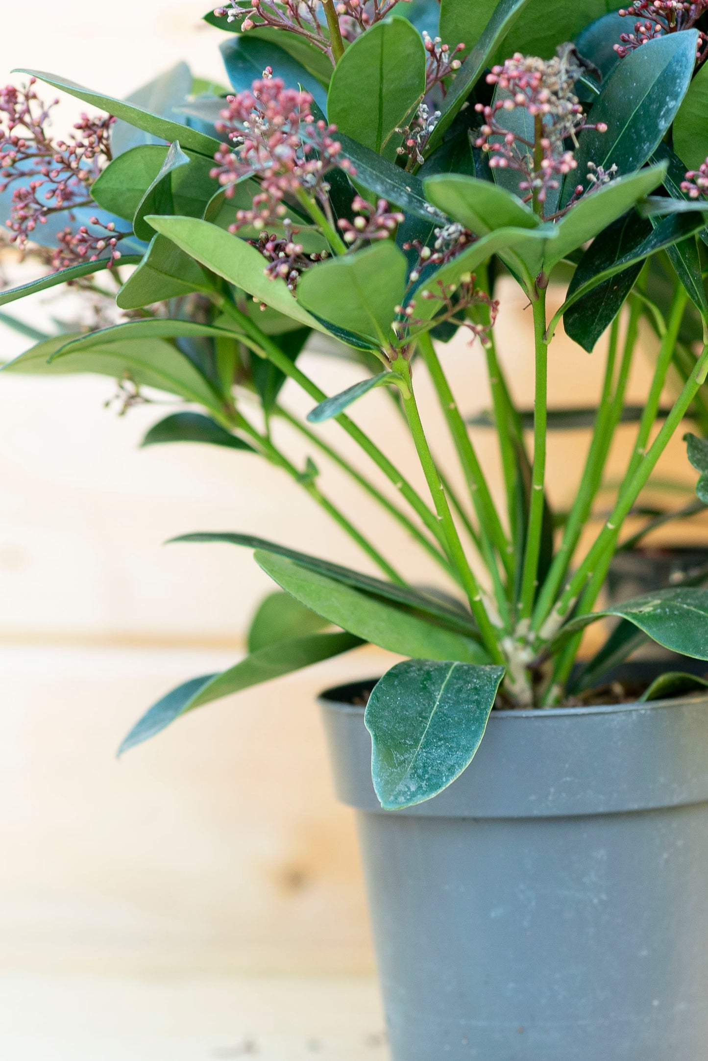 Skimmia
