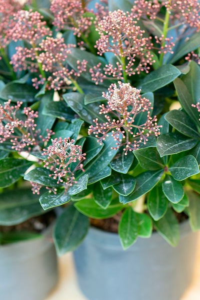 Skimmia