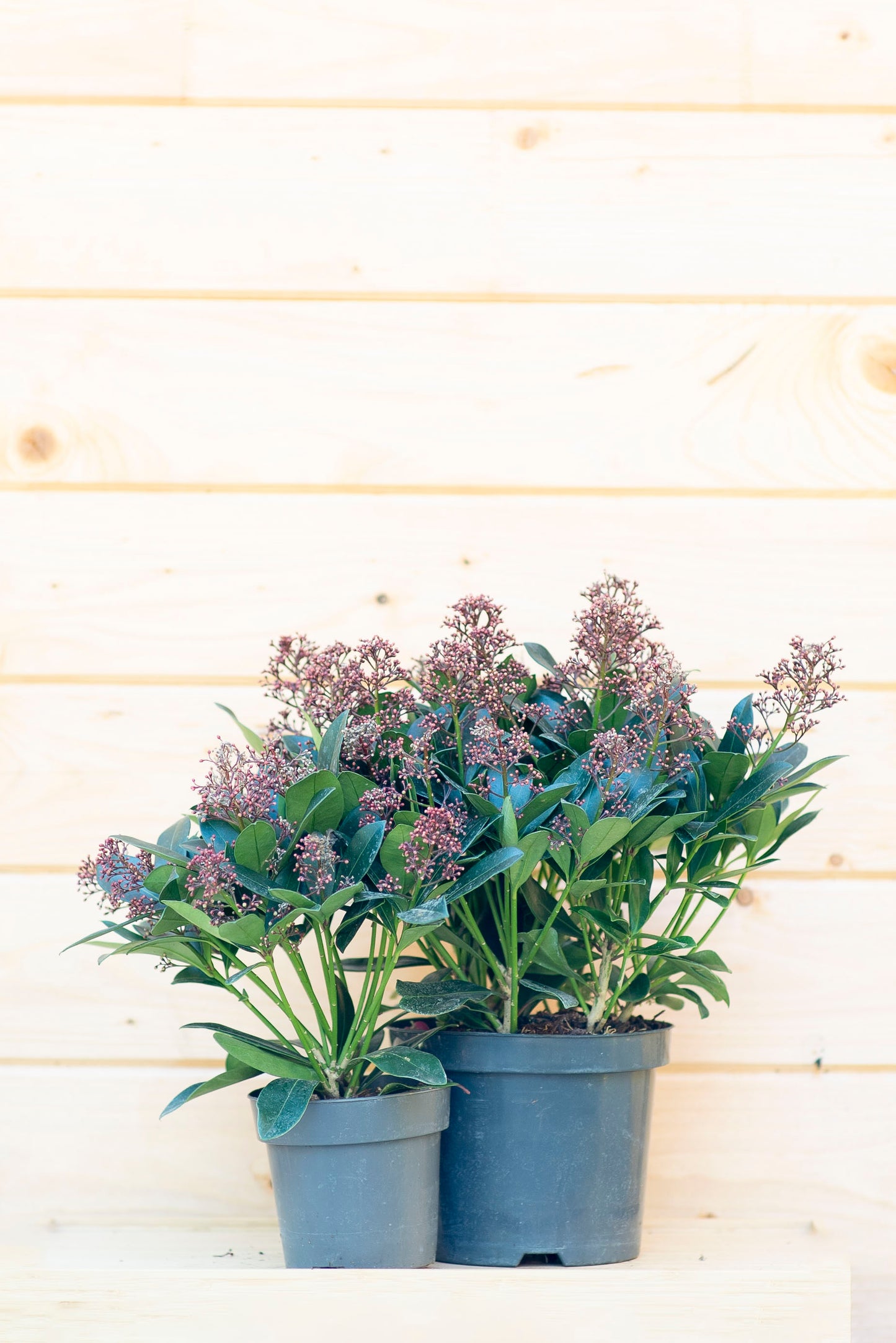 Skimmia