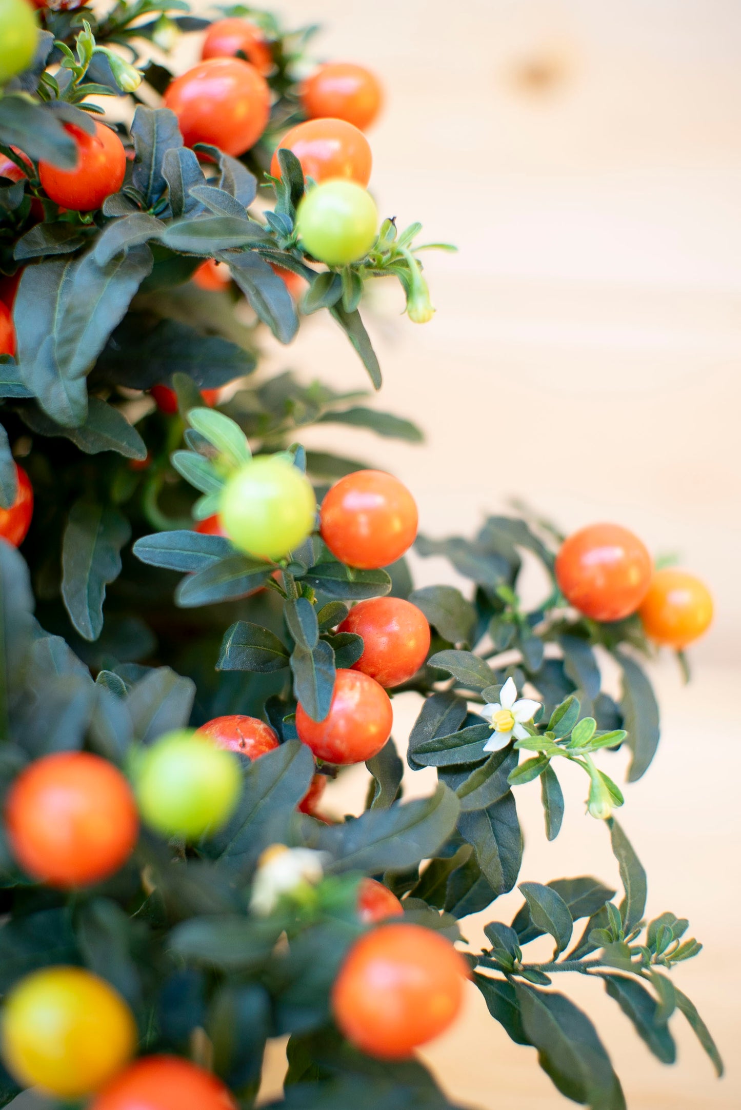 Solanum Baloon