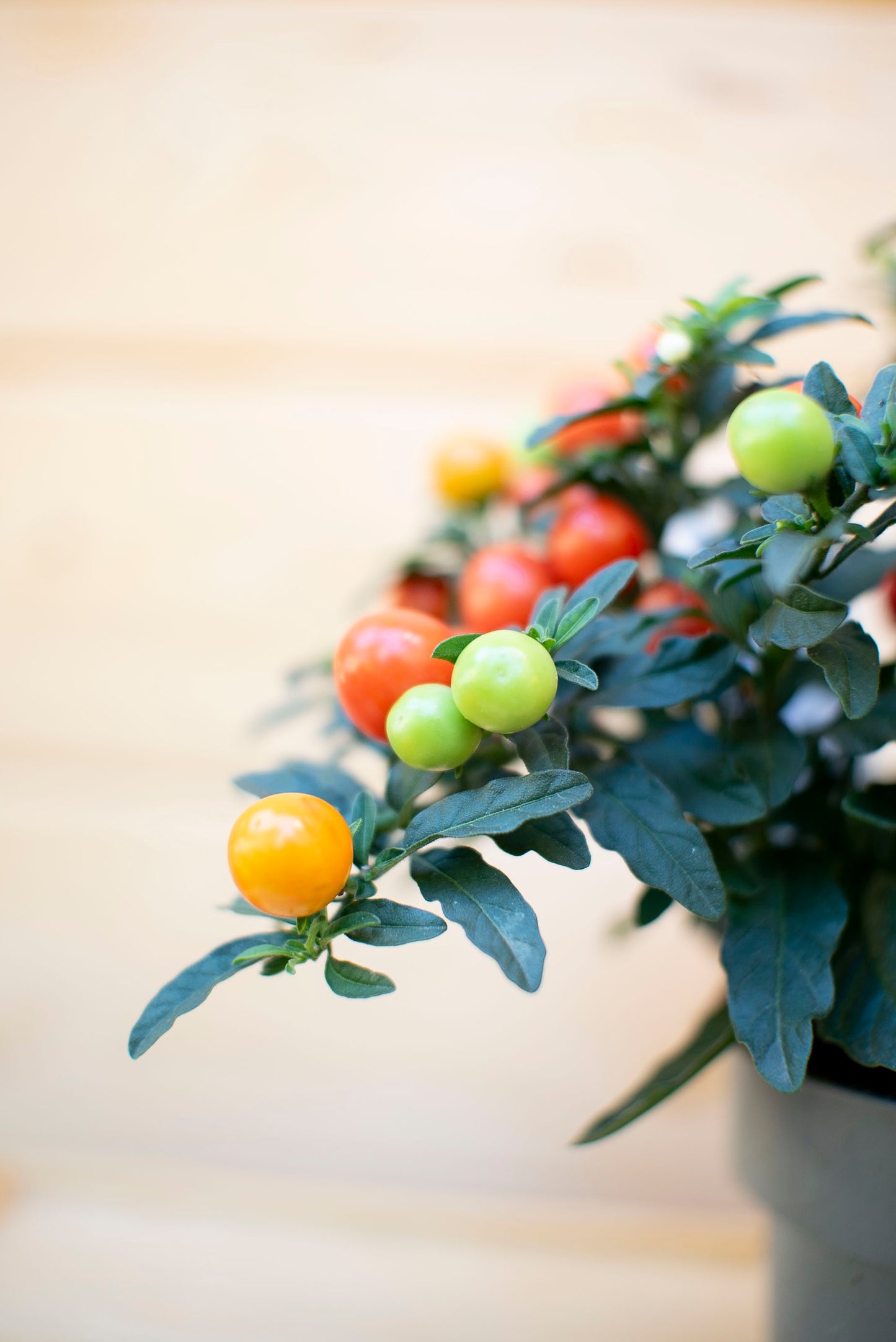 Solanum Baloon