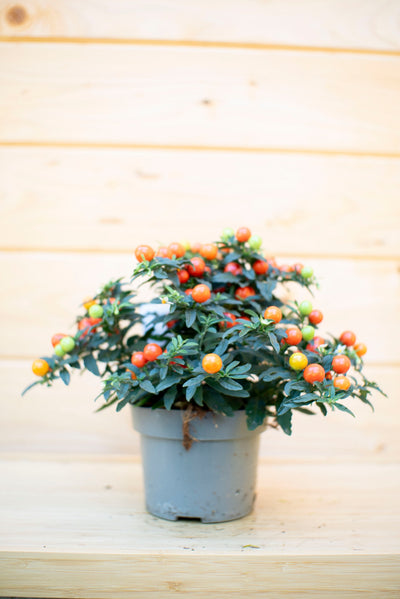 Solanum Baloon