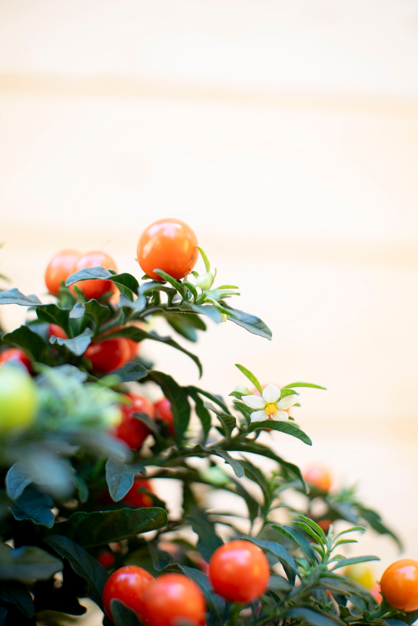 Solanum Baloon