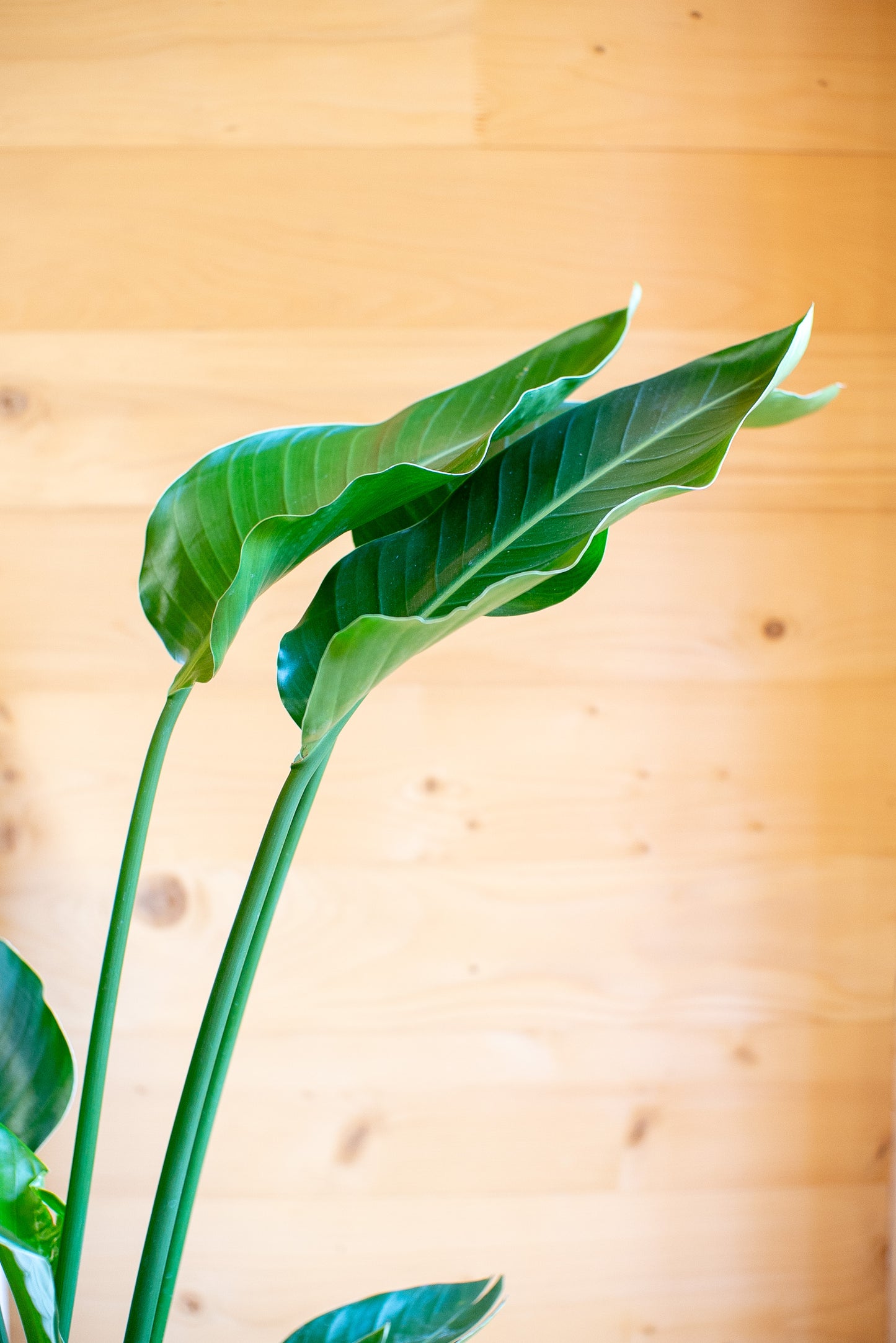 Strelitzia Nicolai