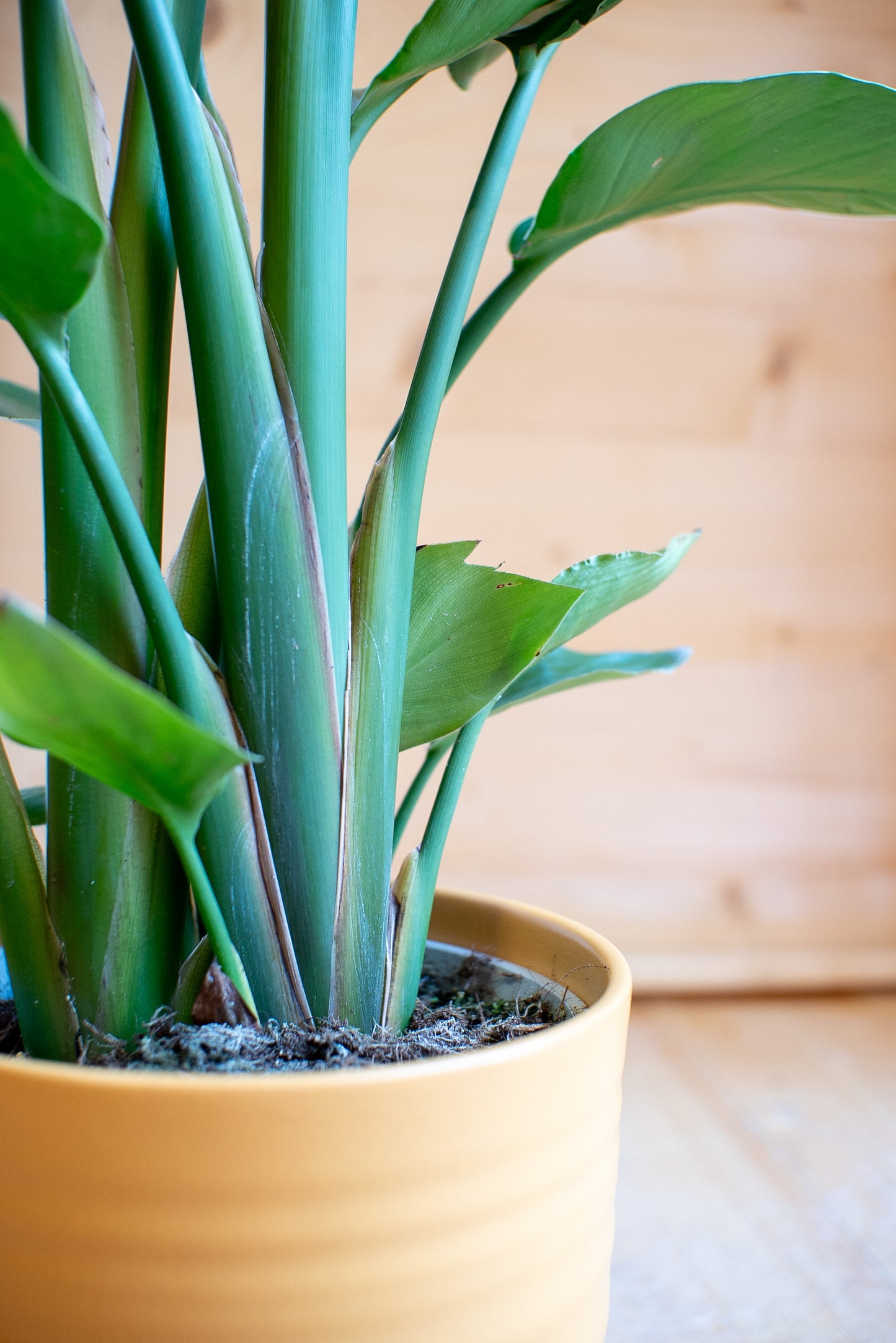 Strelitzia Nicolai