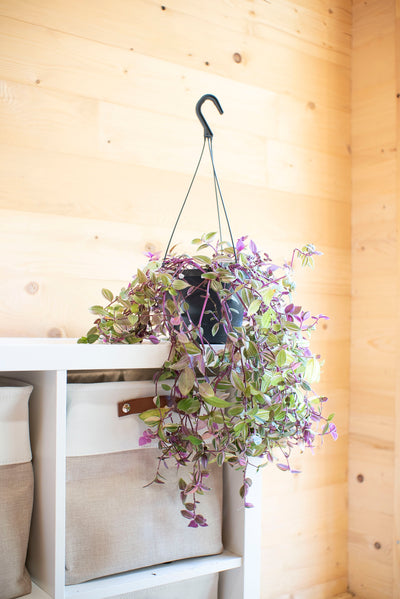 Tradescantia Quadricolor