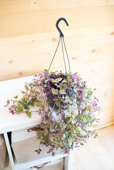 Tradescantia Quadricolor