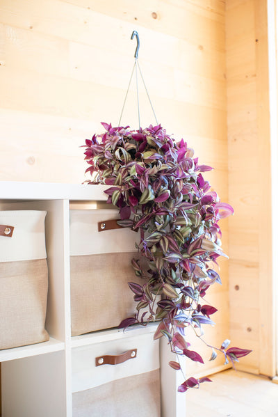 Tradescantia Zebrina