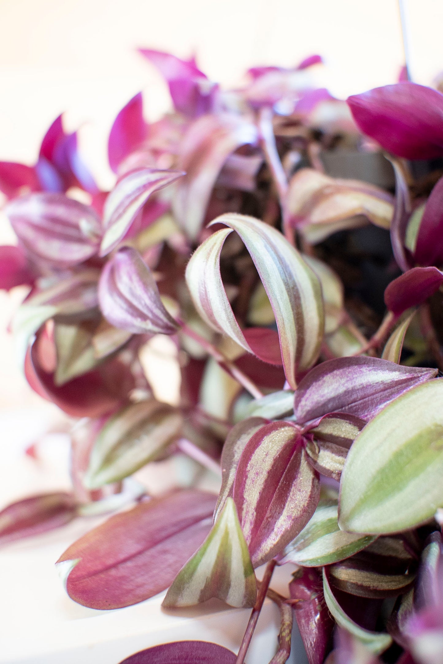 Tradescantia Zebrina