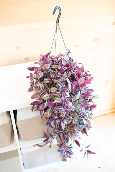 Tradescantia Zebrina