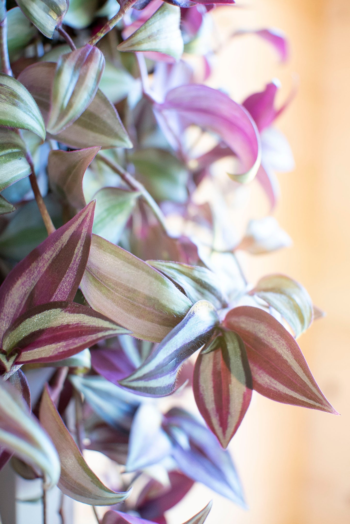 Tradescantia Zebrina
