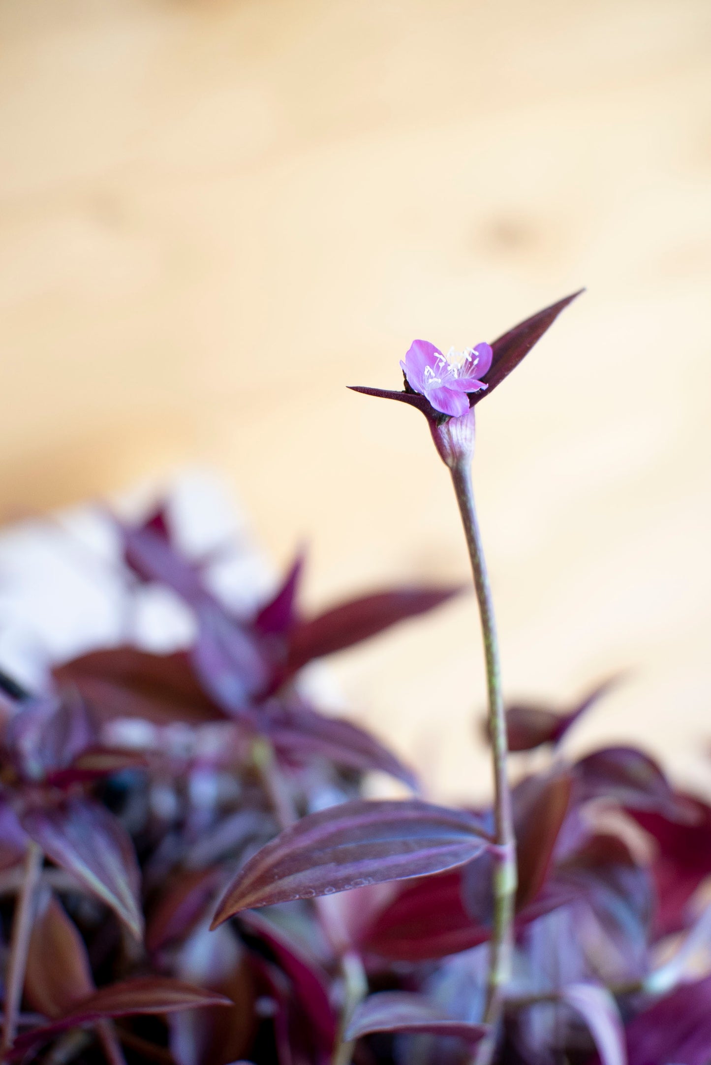 Tradescantia Zebrina Purpusii