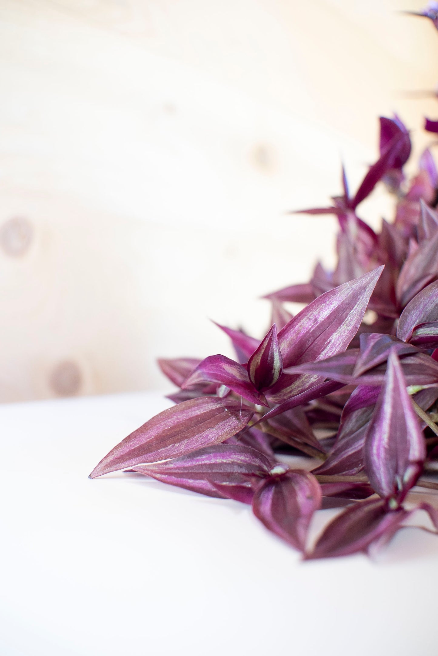 Tradescantia Zebrina Purpusii