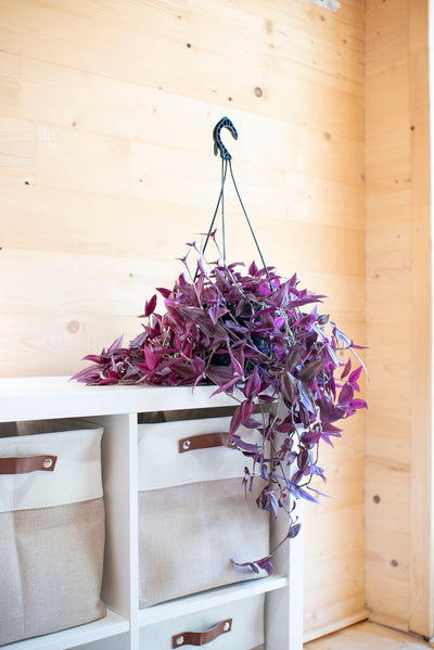 Tradescantia Zebrina Purpusii