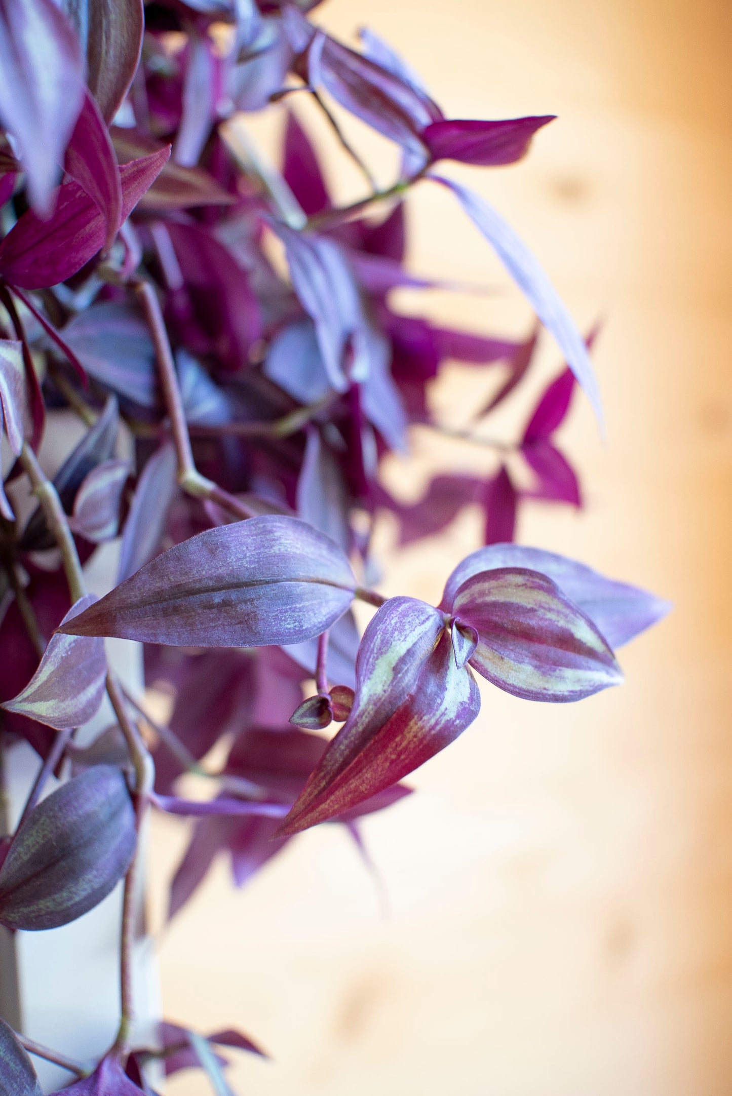 Tradescantia Zebrina Purpusii