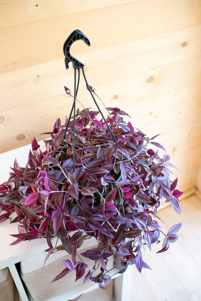 Tradescantia Zebrina Purpusii