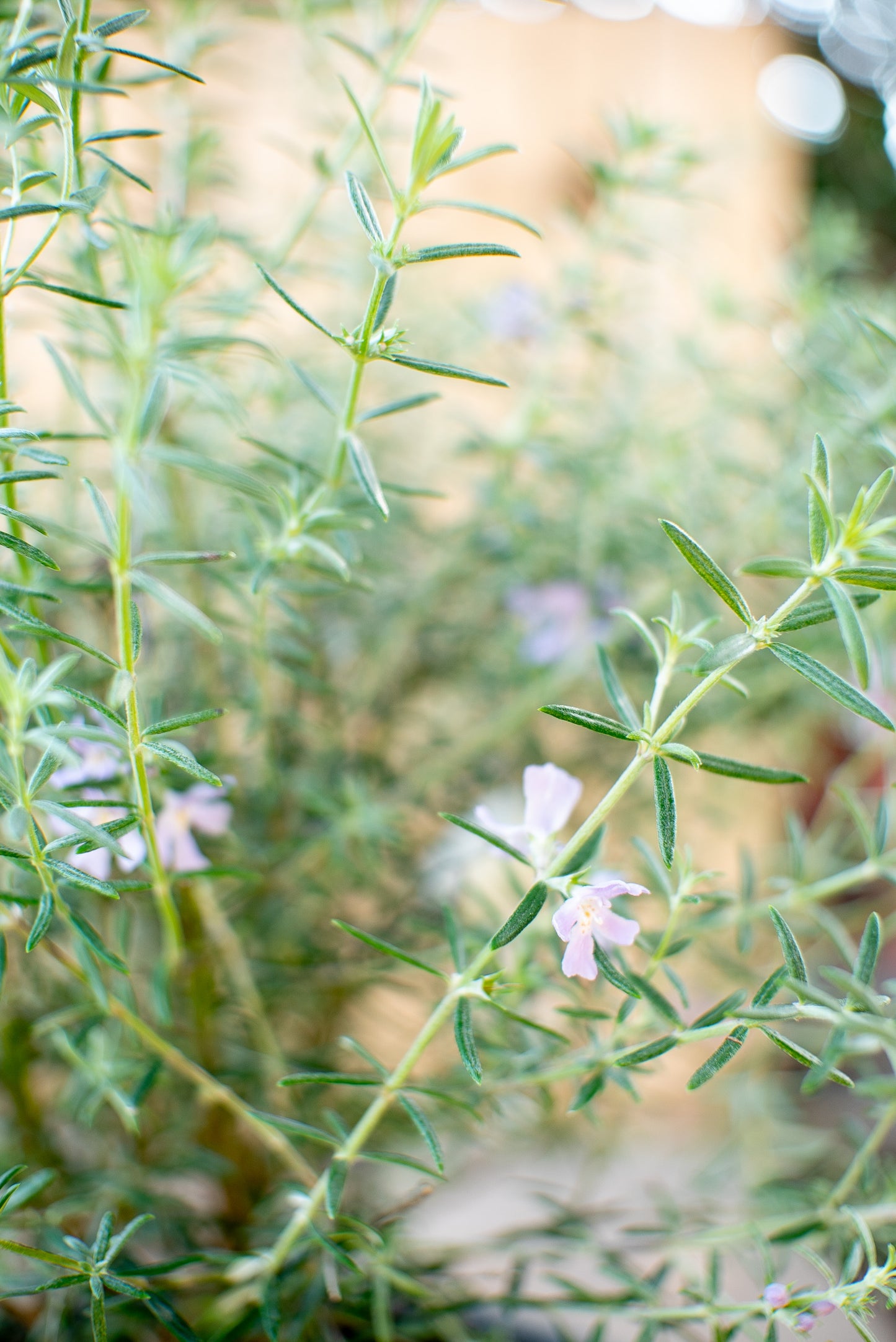 Westringia