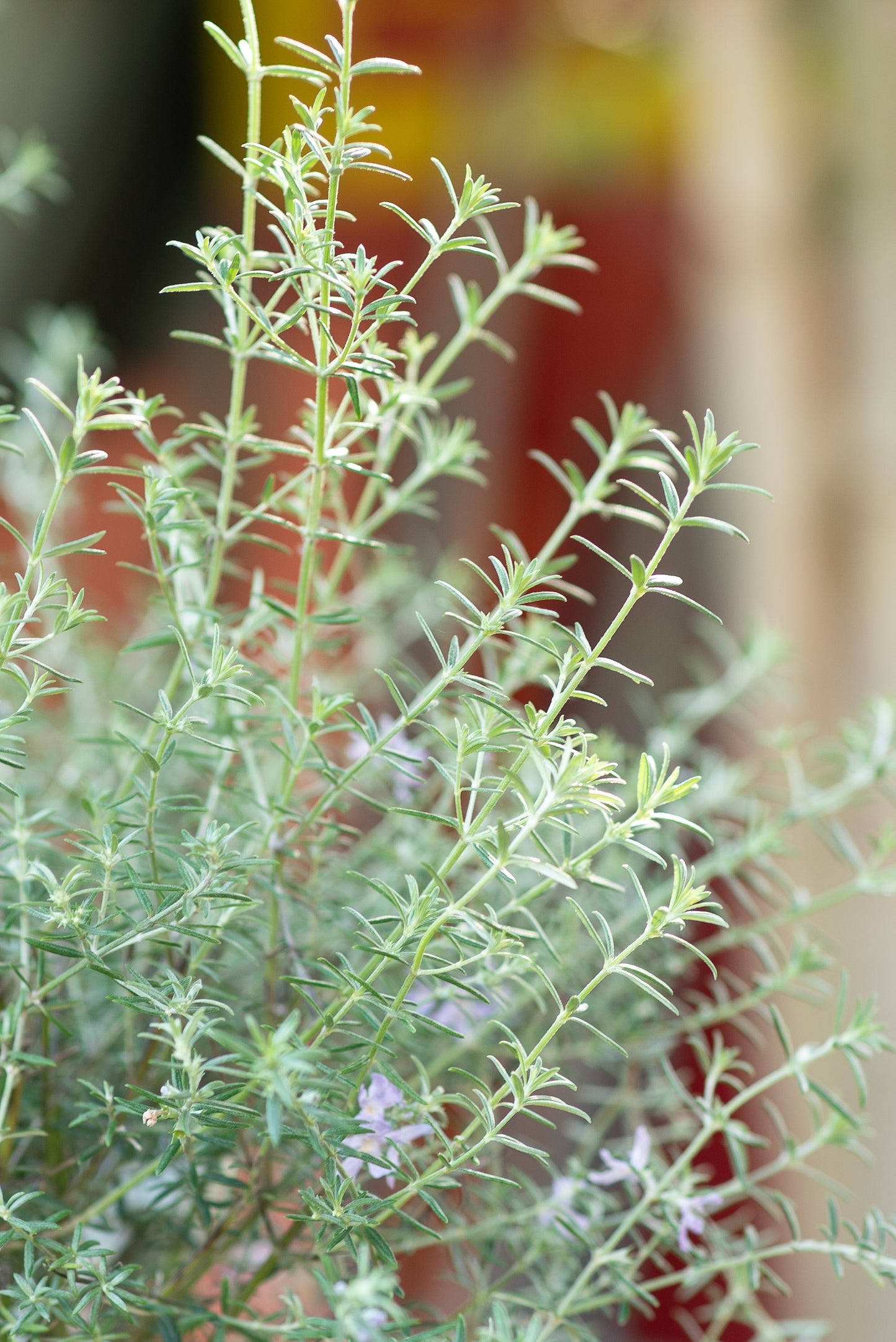 Westringia