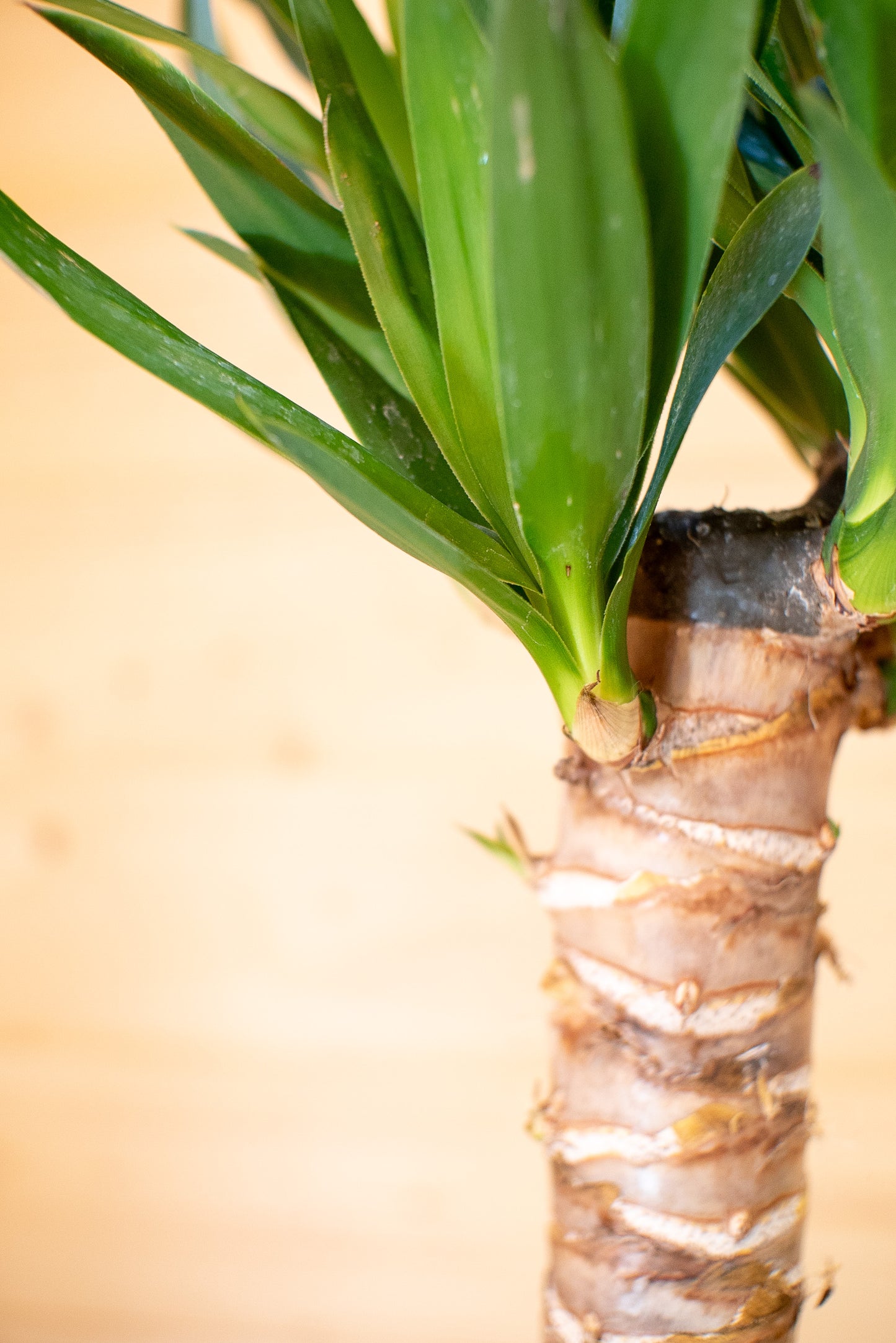 Yucca (Tronchetto della Felicità)