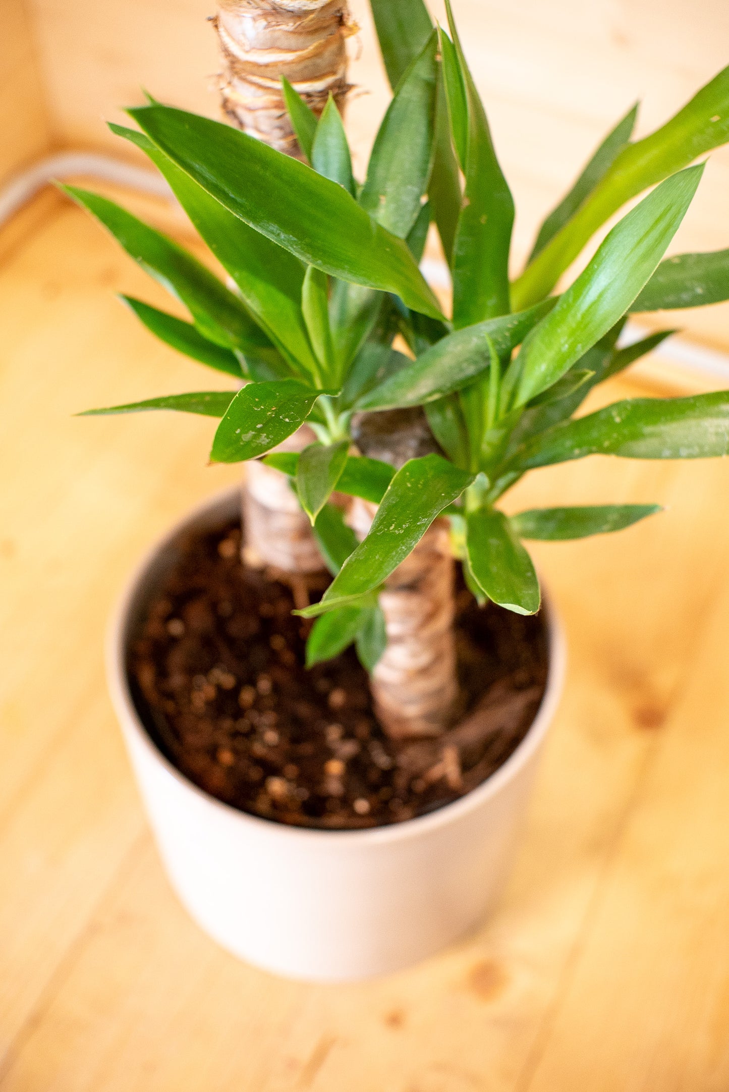 Yucca (Tronchetto della Felicità)