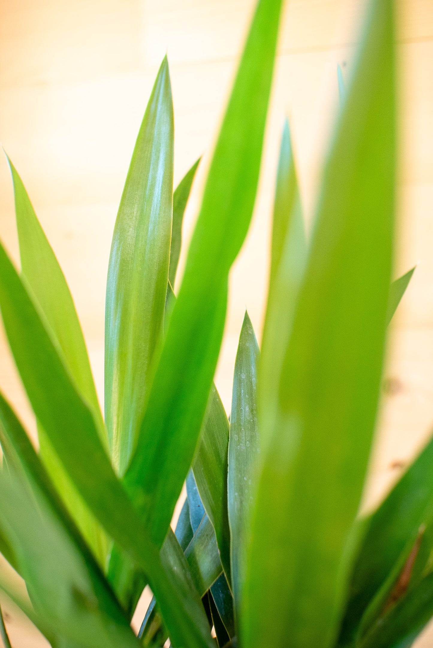 Yucca (Tronchetto della Felicità)