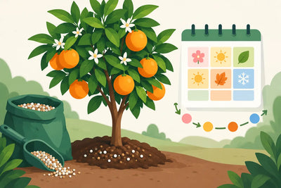 Quando concimare agrumi: il calendario giusto