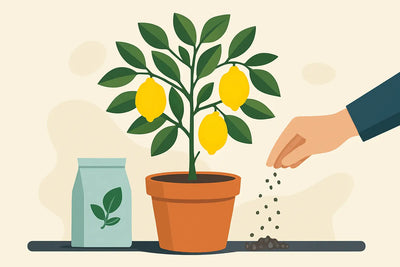 Limone in vaso: cura e concime senza errori