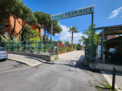 Vivaio Roma per scegliere piante senza errori