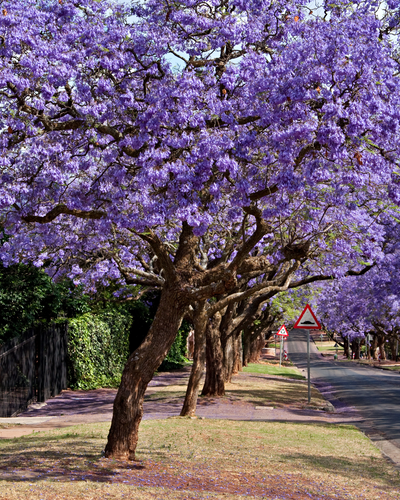 Alberi medio fusto