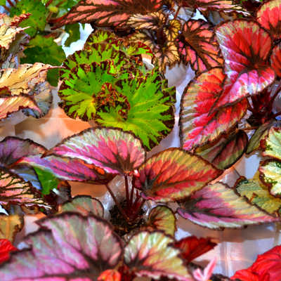 Piante da interno Colorate