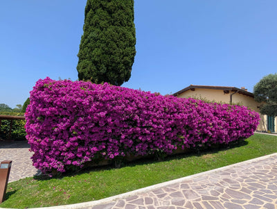 Piante da balcone e terrazzo a Roma
