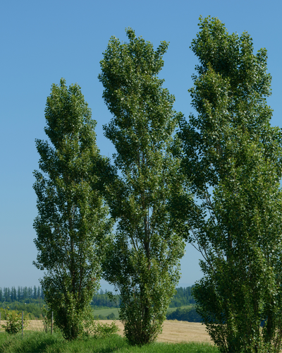 Alberi alto fusto