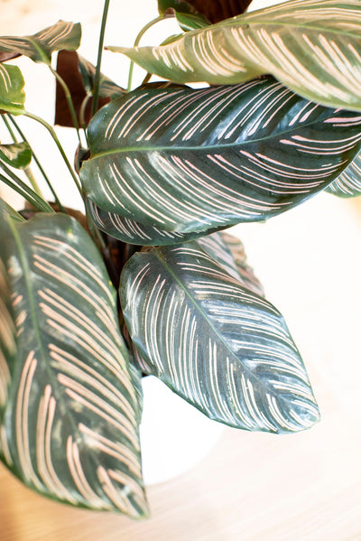 Piante tropicali da appartamento e ufficio