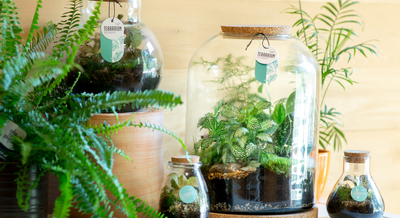Terrarium Roma - Vivai Federici