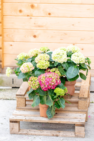 Ortensie Hydrangea in vivaio a Roma Vivai Federici