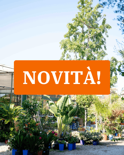 Novità del mese