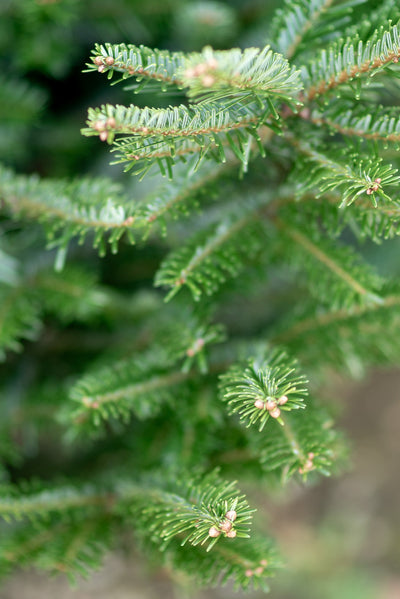 Alberi di natale