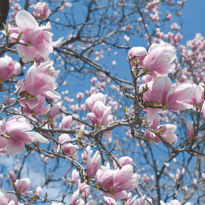 Alberi da giardino