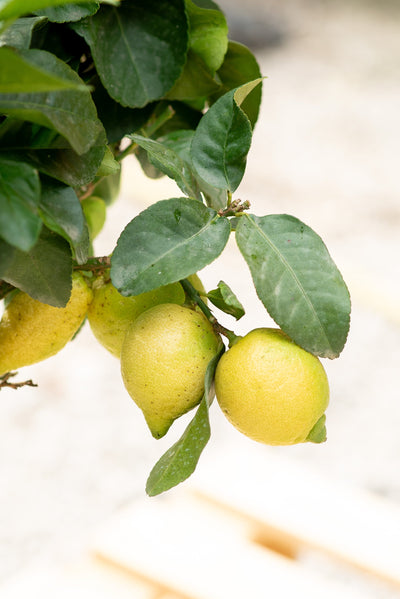 Piante da Frutto a Roma