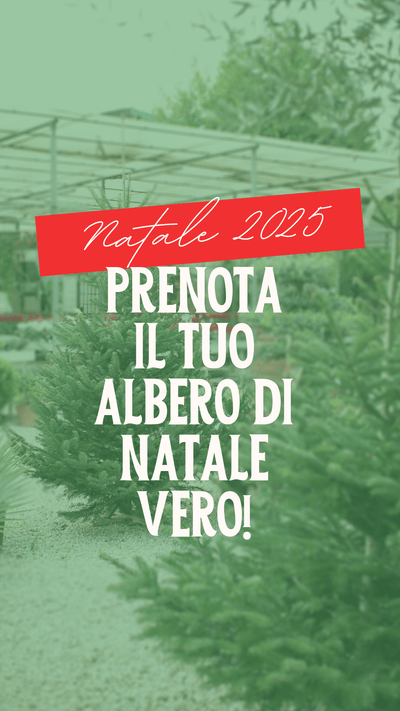 Alberi di Natale